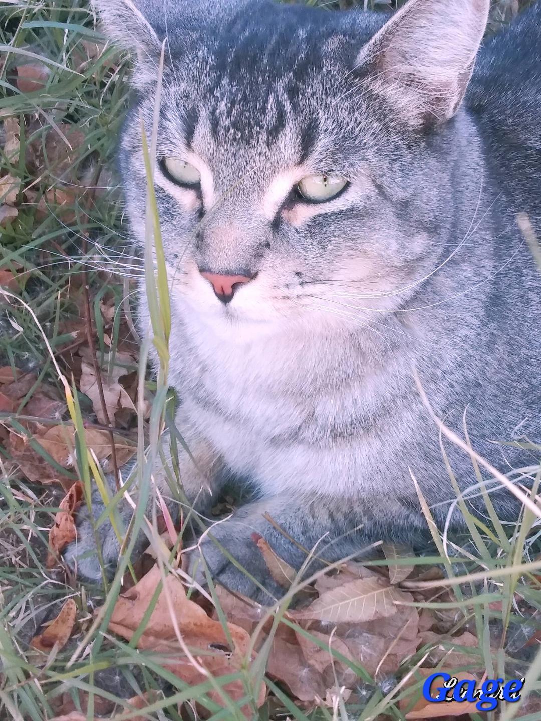 Gage, a Adoptable mixed breed image 6/6