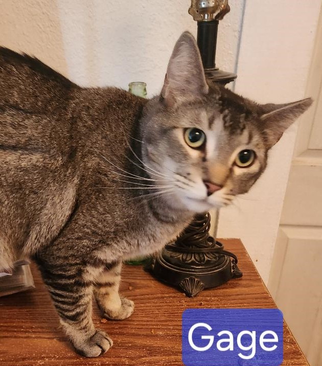 Gage, a Adoptable mixed breed image 1/6