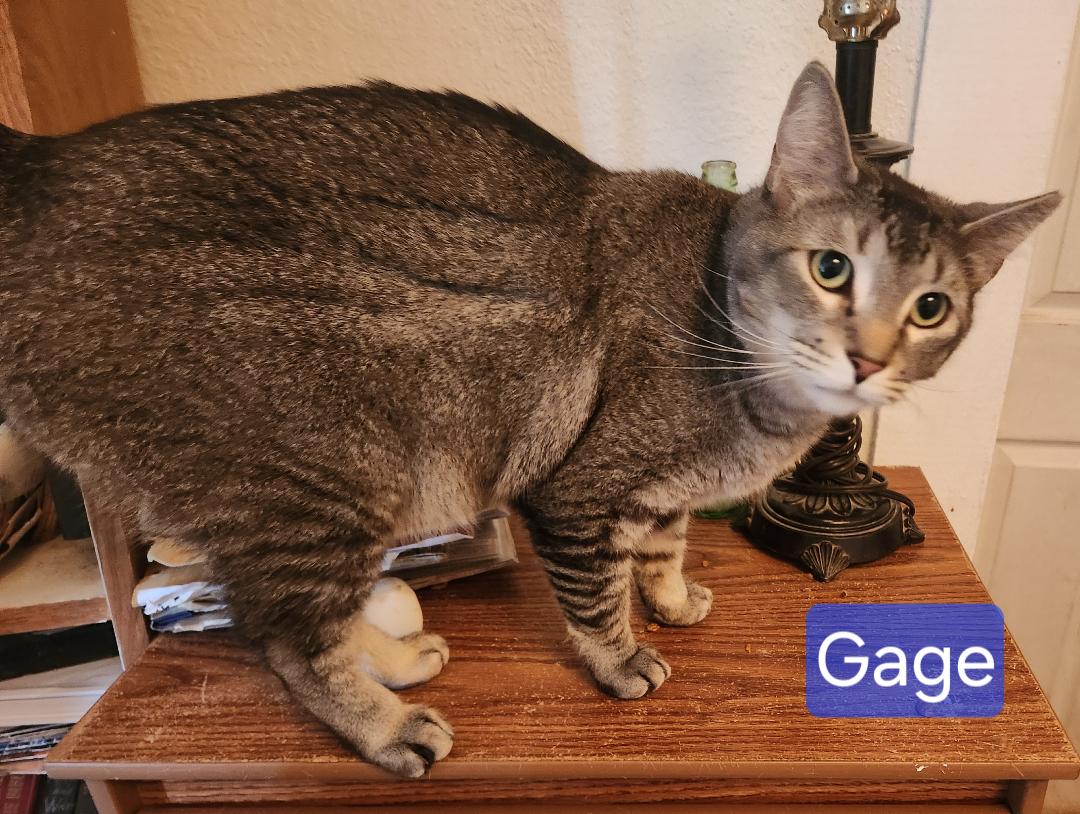 Gage, a Adoptable mixed breed image 5/6