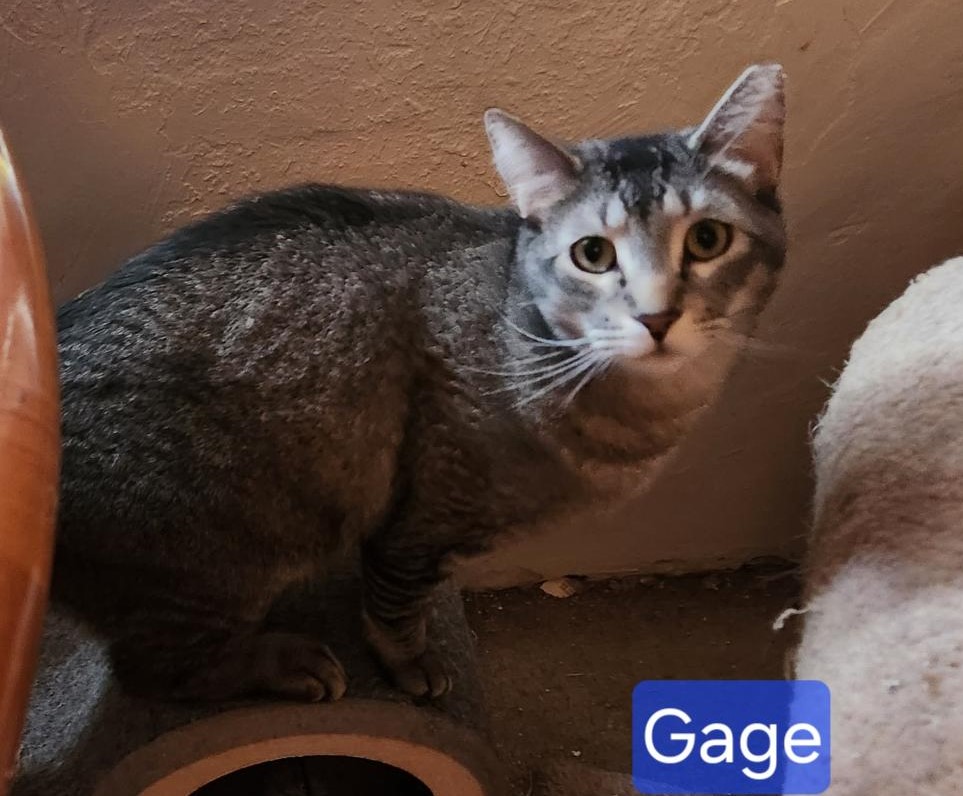 Gage, a Adoptable mixed breed image 4/6
