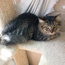 Forrest, a Adoptable Domestic Long Hair in Phoenix, AZ image 1/4
