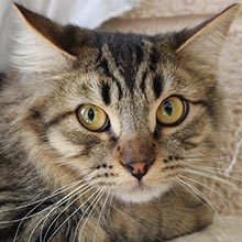 Forrest, a Adoptable Domestic Long Hair in Phoenix, AZ image 2/4