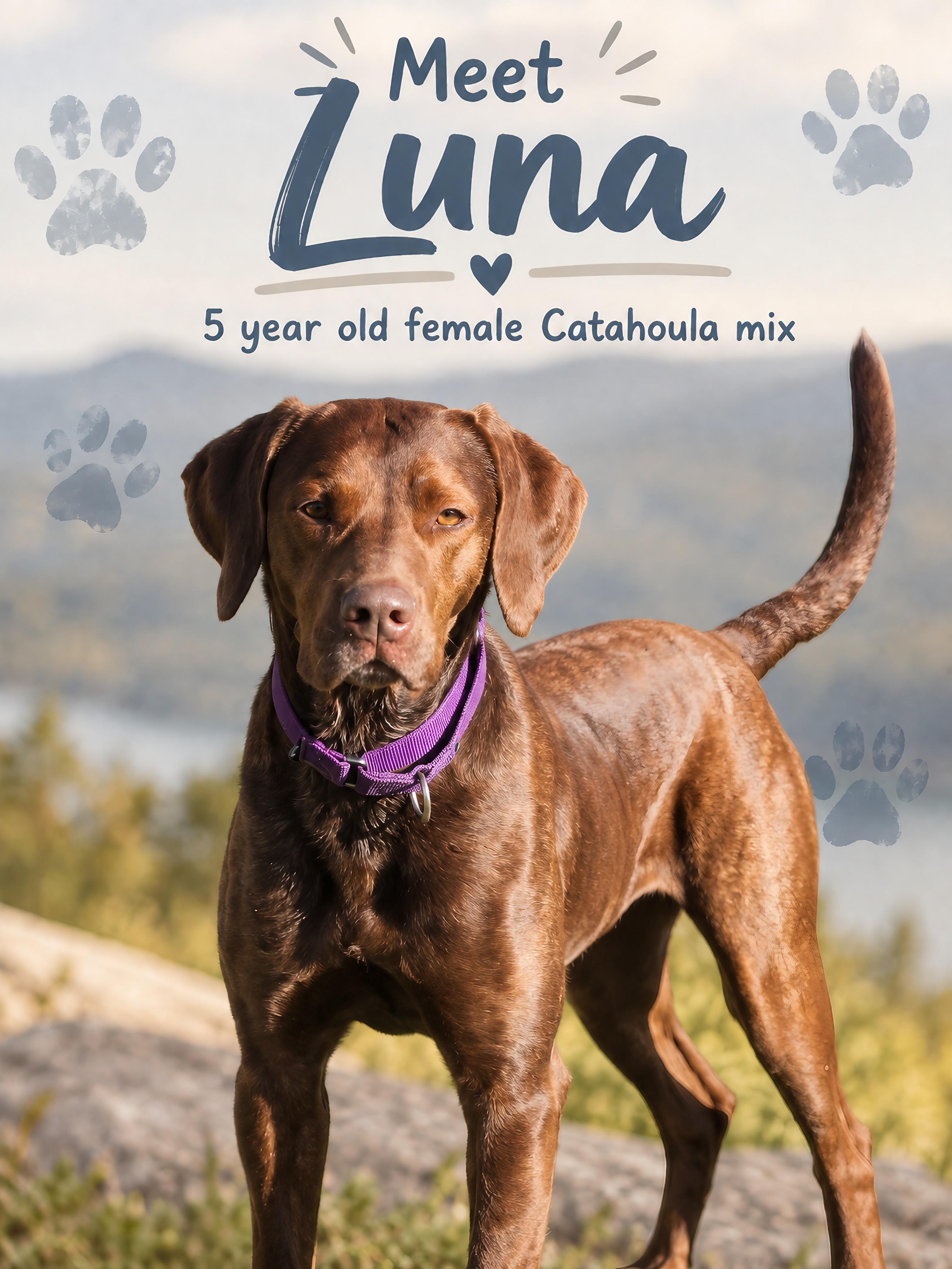 Luna, Adoptable, Adult Female Catahoula Leopard Dog.