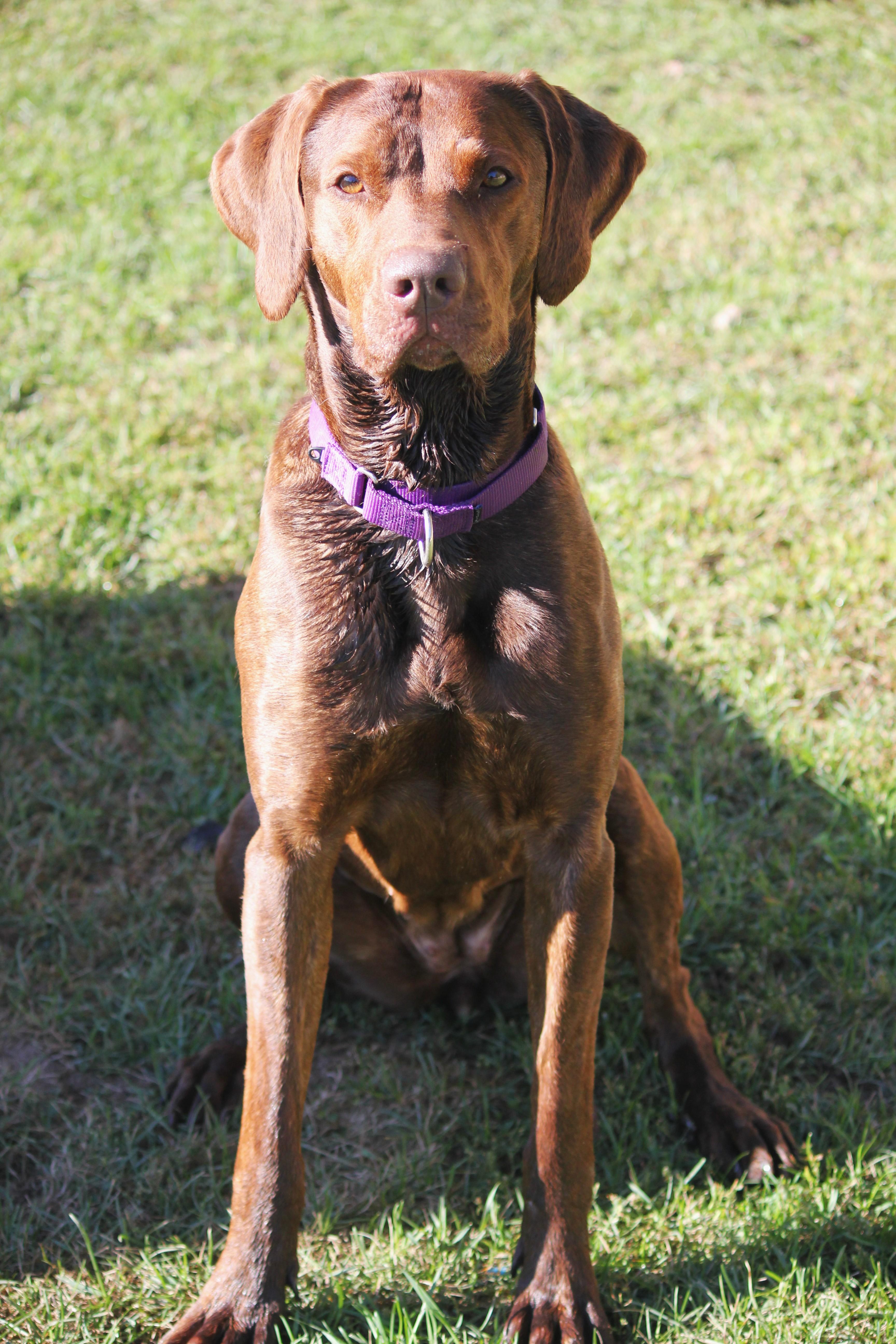 Enlarge Luna, a Adoptable mixed breed in Hayward, WI image 3/3