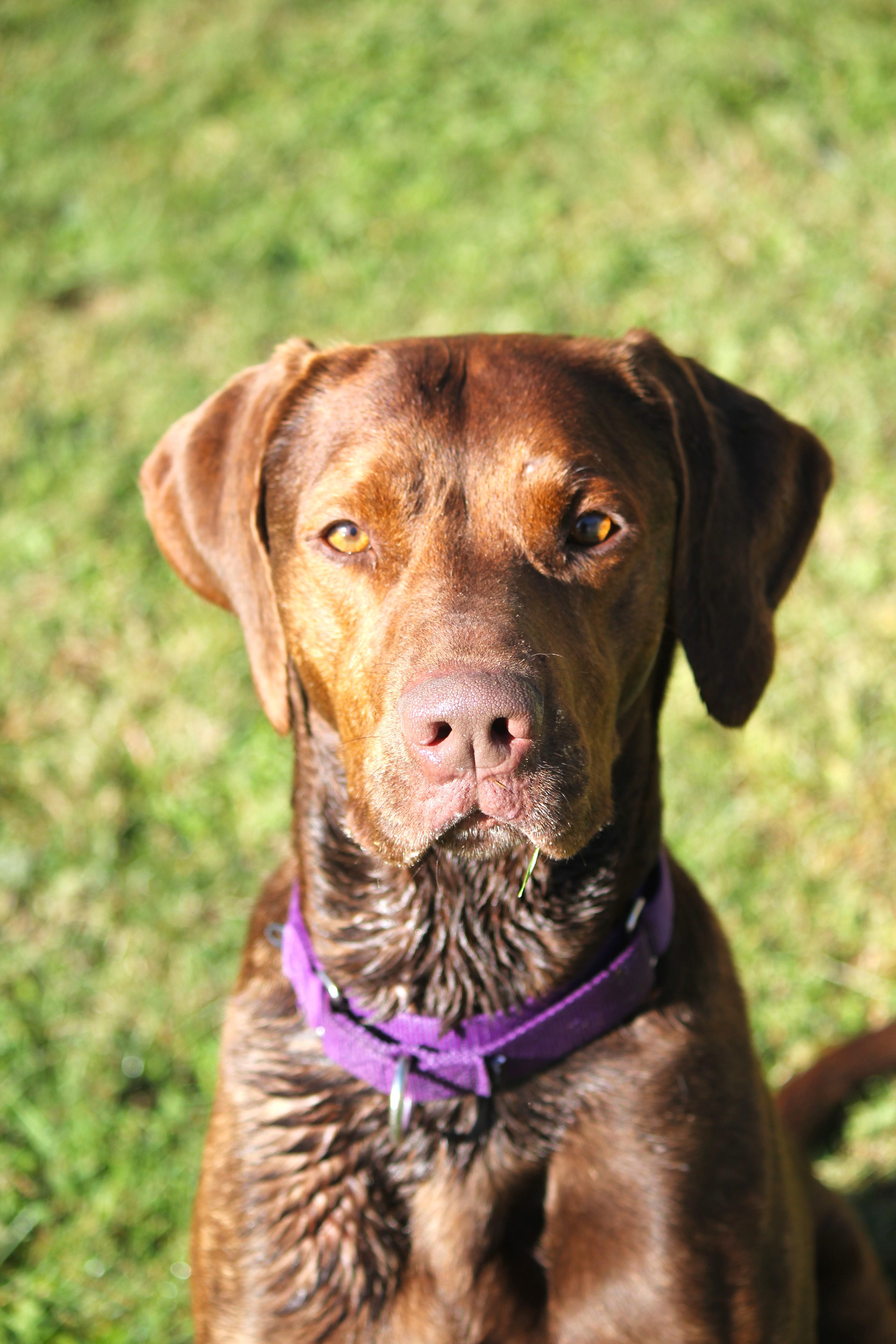 Enlarge Luna, a Adoptable mixed breed in Hayward, WI image 2/3