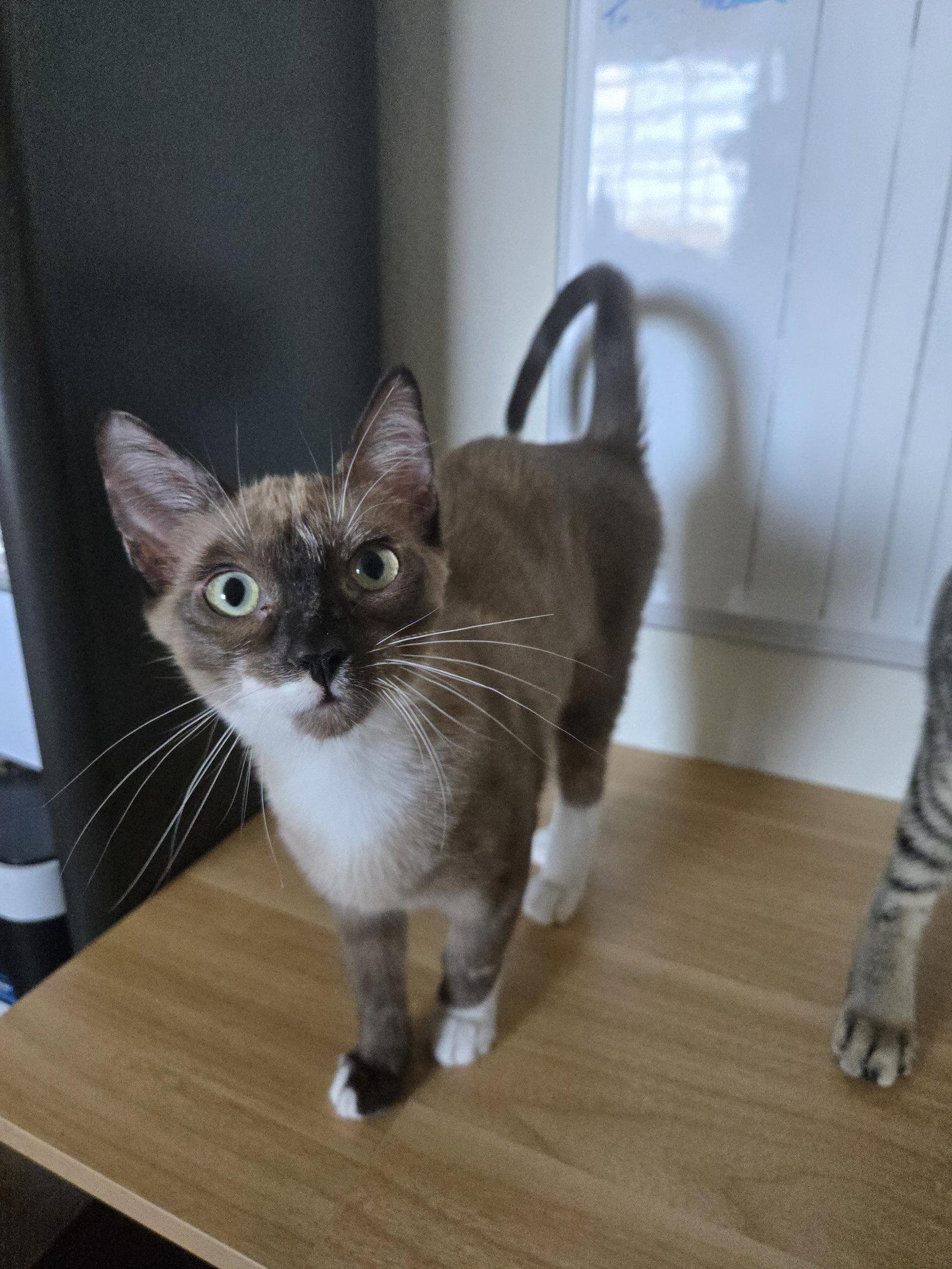 Emerie, Adoptable, Young Female Domestic Short Hair.