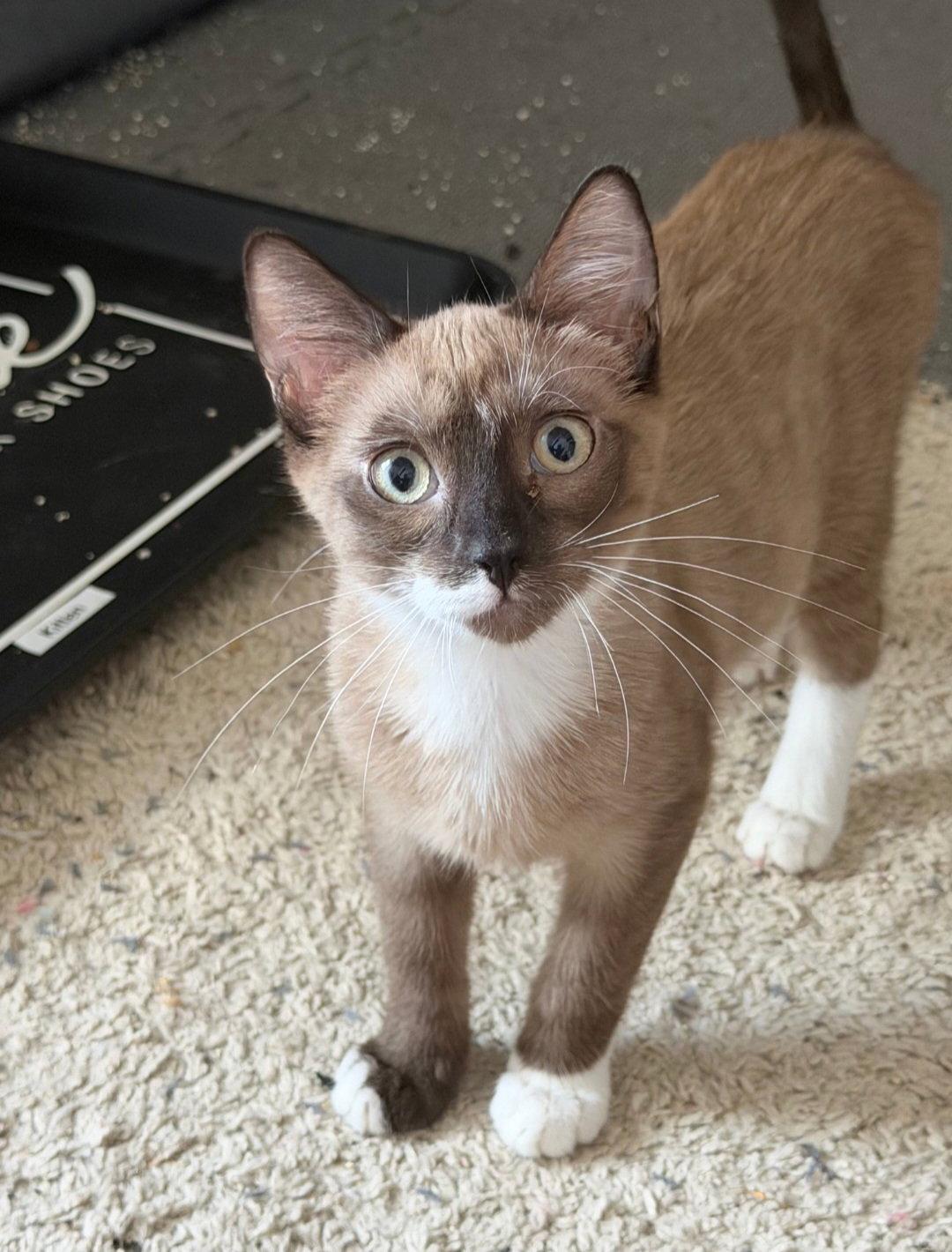 Enlarge Emerie, a Adoptable Domestic Short Hair in McKinney, TX image 2/3