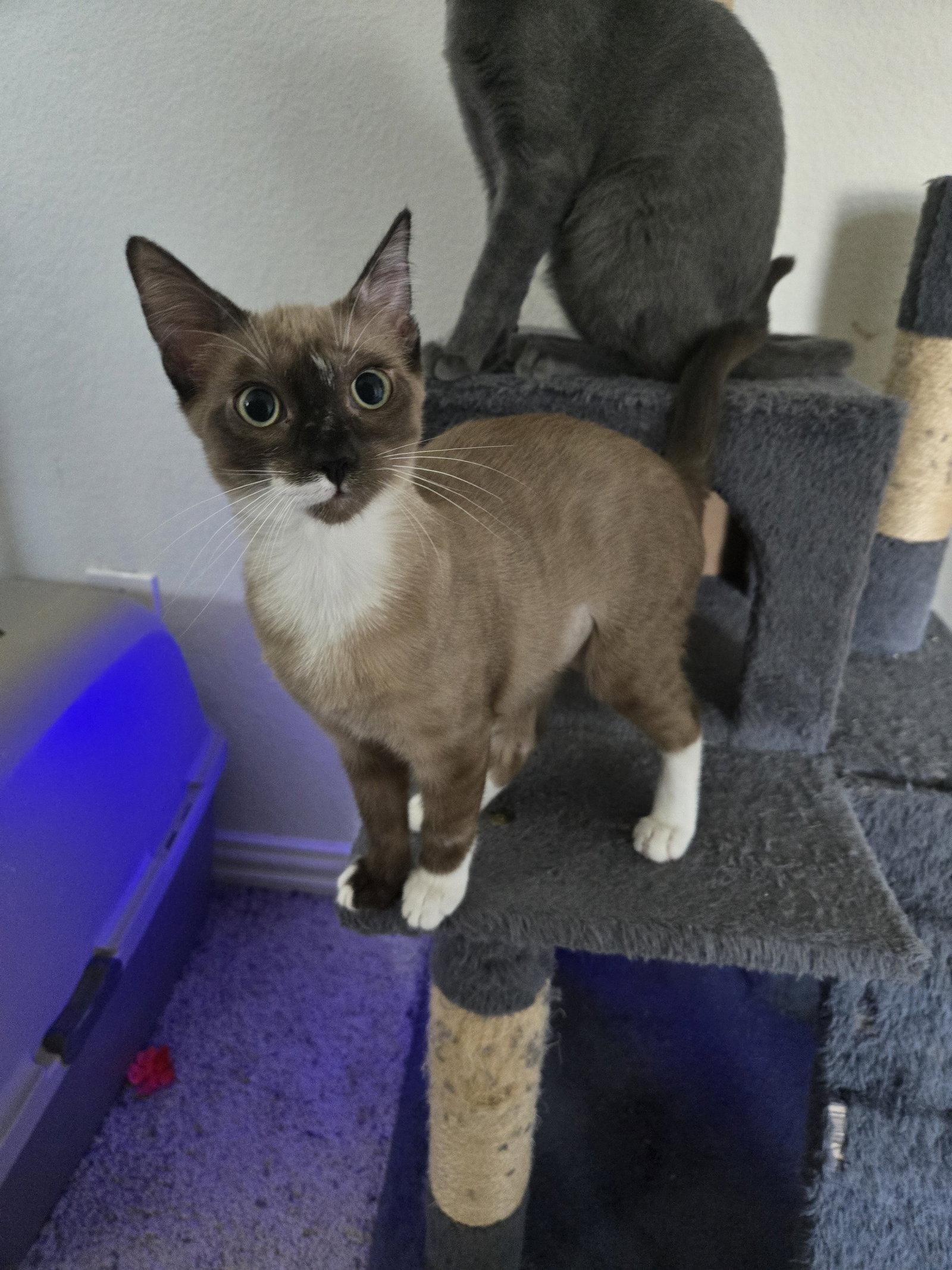 Enlarge Emerie, a Adoptable Domestic Short Hair in McKinney, TX image 3/3