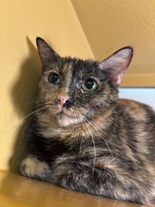 Tortilla, Adoptable, Adult Female Domestic Short Hair.