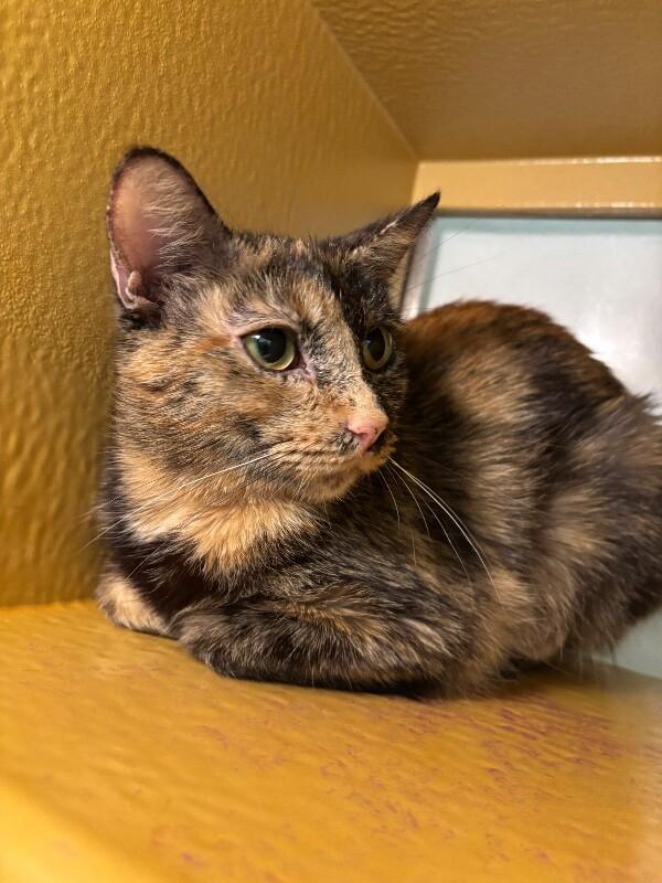 Tortilla, a Adoptable Domestic Short Hair in Westminster, CO image 2/6