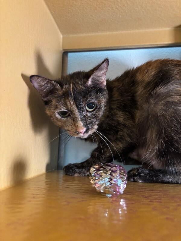 Tortilla, a Adoptable Domestic Short Hair in Westminster, CO image 3/6