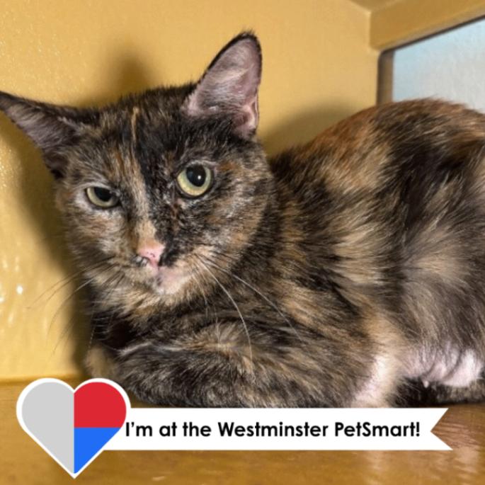 Tortilla, a Adoptable Domestic Short Hair in Westminster, CO image 4/6
