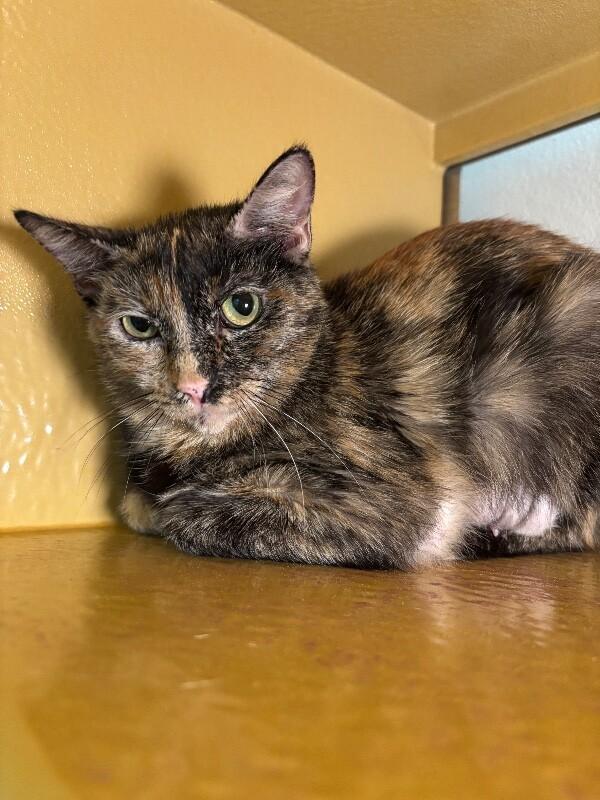 Tortilla, a Adoptable Domestic Short Hair in Westminster, CO image 5/6