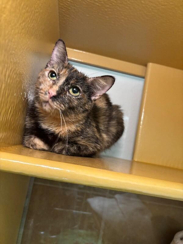 Tortilla, a Adoptable Domestic Short Hair in Westminster, CO image 6/6