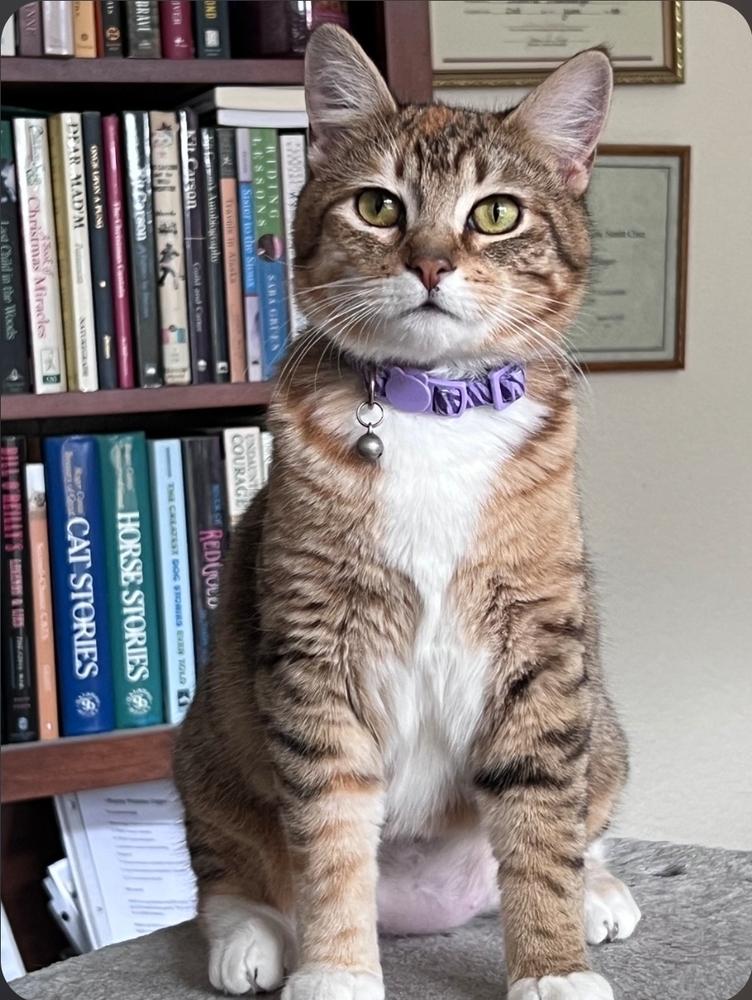 Penelope, Adoptable, Kitten Female Domestic Short Hair.