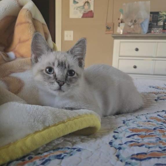 Tiramisu, ADOPTABLE, Young Female Siamese.