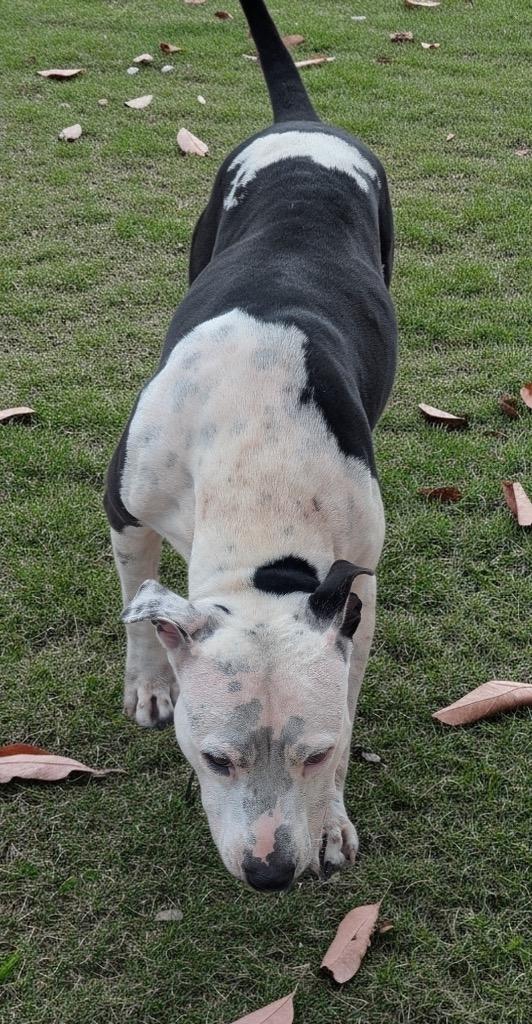 Belle-Very Good Girl!, Adoptable, Adult Female American Staffordshire Terrier & American Bulldog.