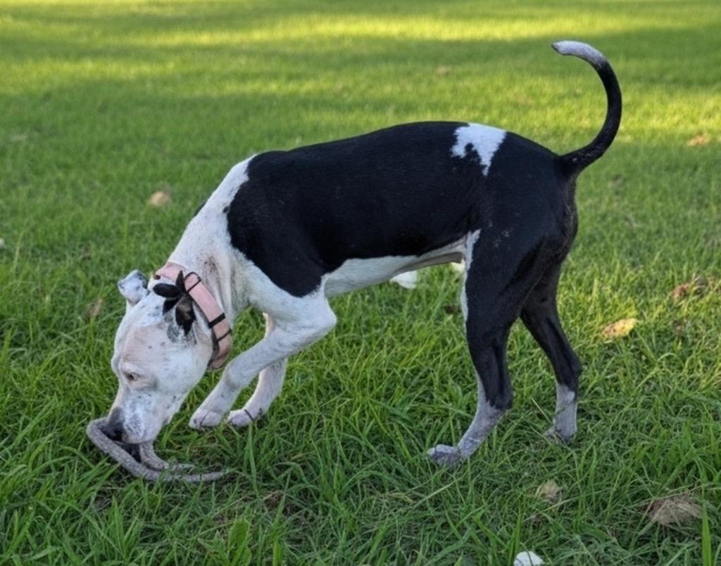 Belle-Very Good Girl!, a Adoptable mixed breed in Fort Myers, FL image 2/5