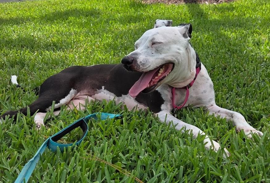 Belle-Very Good Girl!, a Adoptable mixed breed in Fort Myers, FL image 4/5