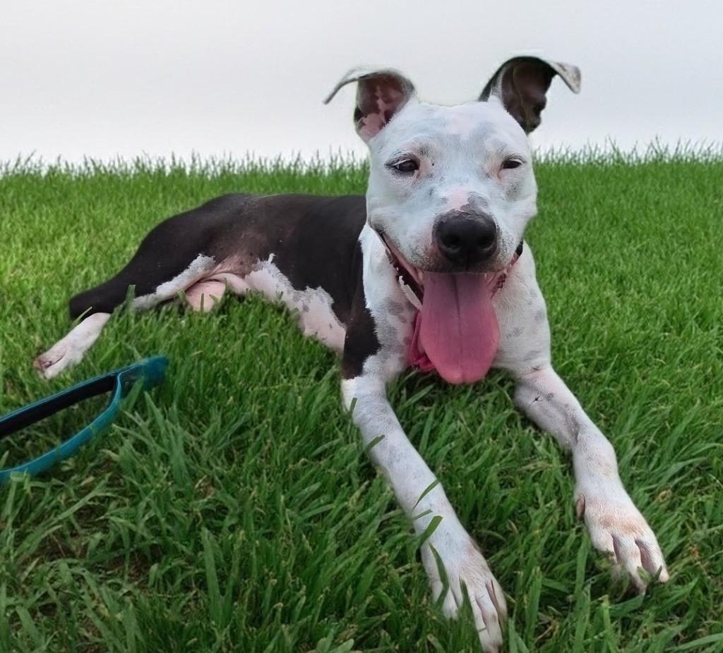 Belle-Very Good Girl!, a Adoptable mixed breed in Fort Myers, FL image 5/5