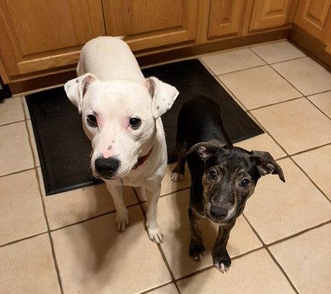 Candy Litter: Twizzler, Adoptable, Puppy Female Labrador Retriever & Dalmatian.