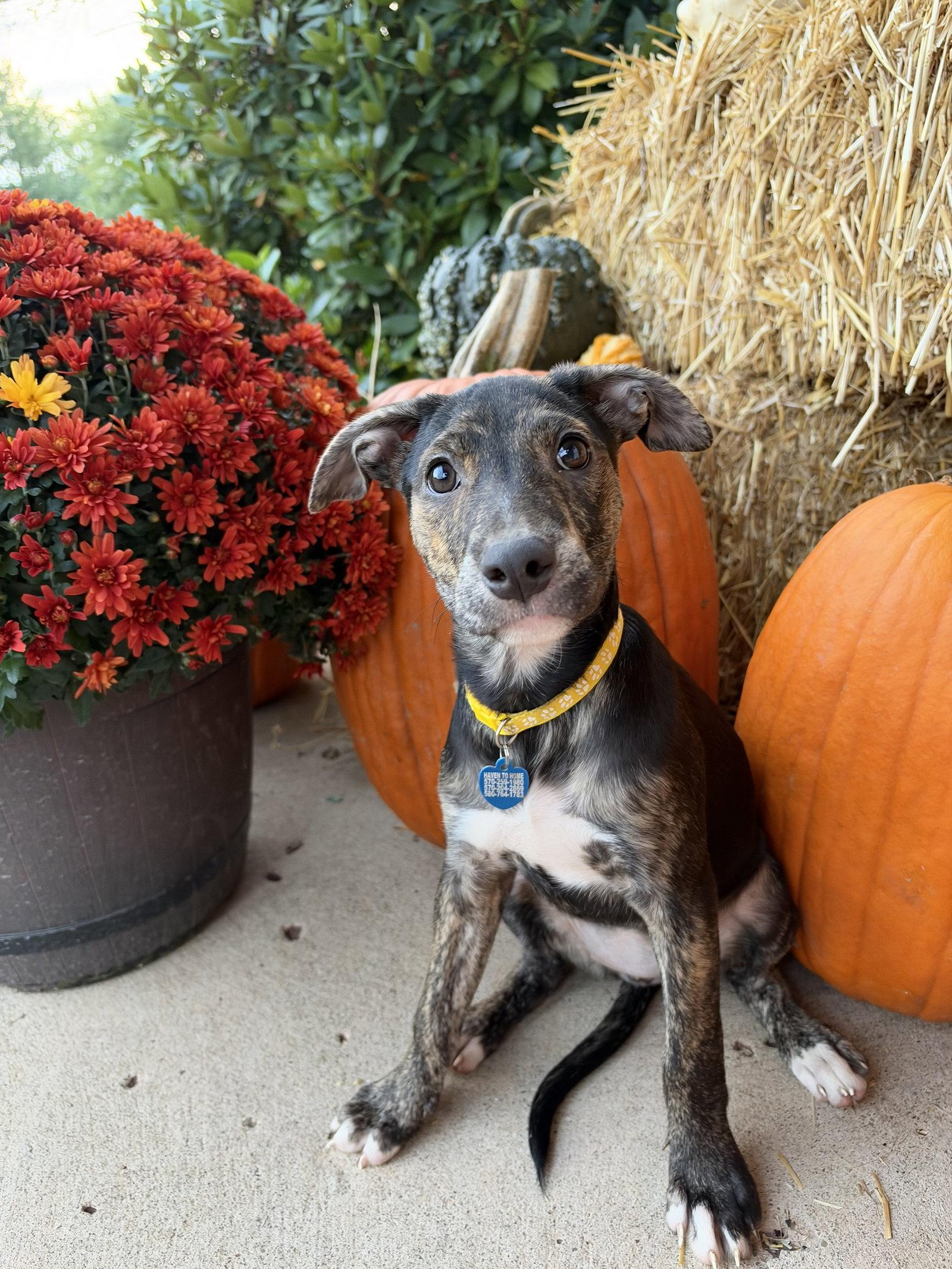Enlarge Candy Litter:  Twizzler, a Adoptable mixed breed in Berwick, PA image 2/3