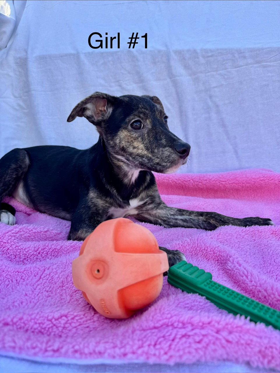 Enlarge Candy Litter:  Twizzler, a Adoptable mixed breed in Berwick, PA image 3/3