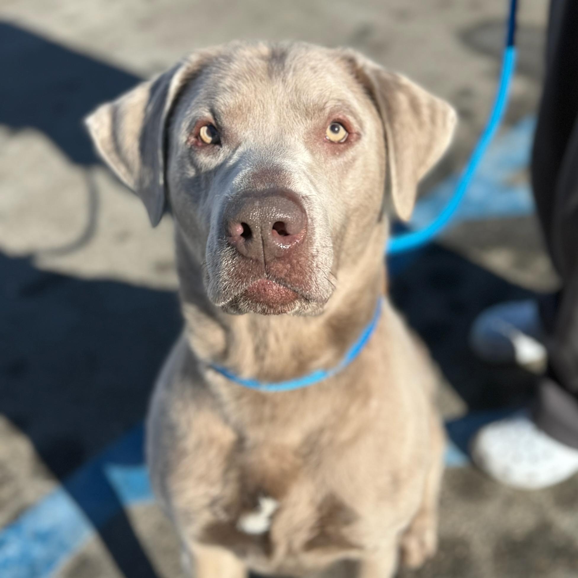Grey Gatsby, adopted, Adult Male Labrador Retriever.