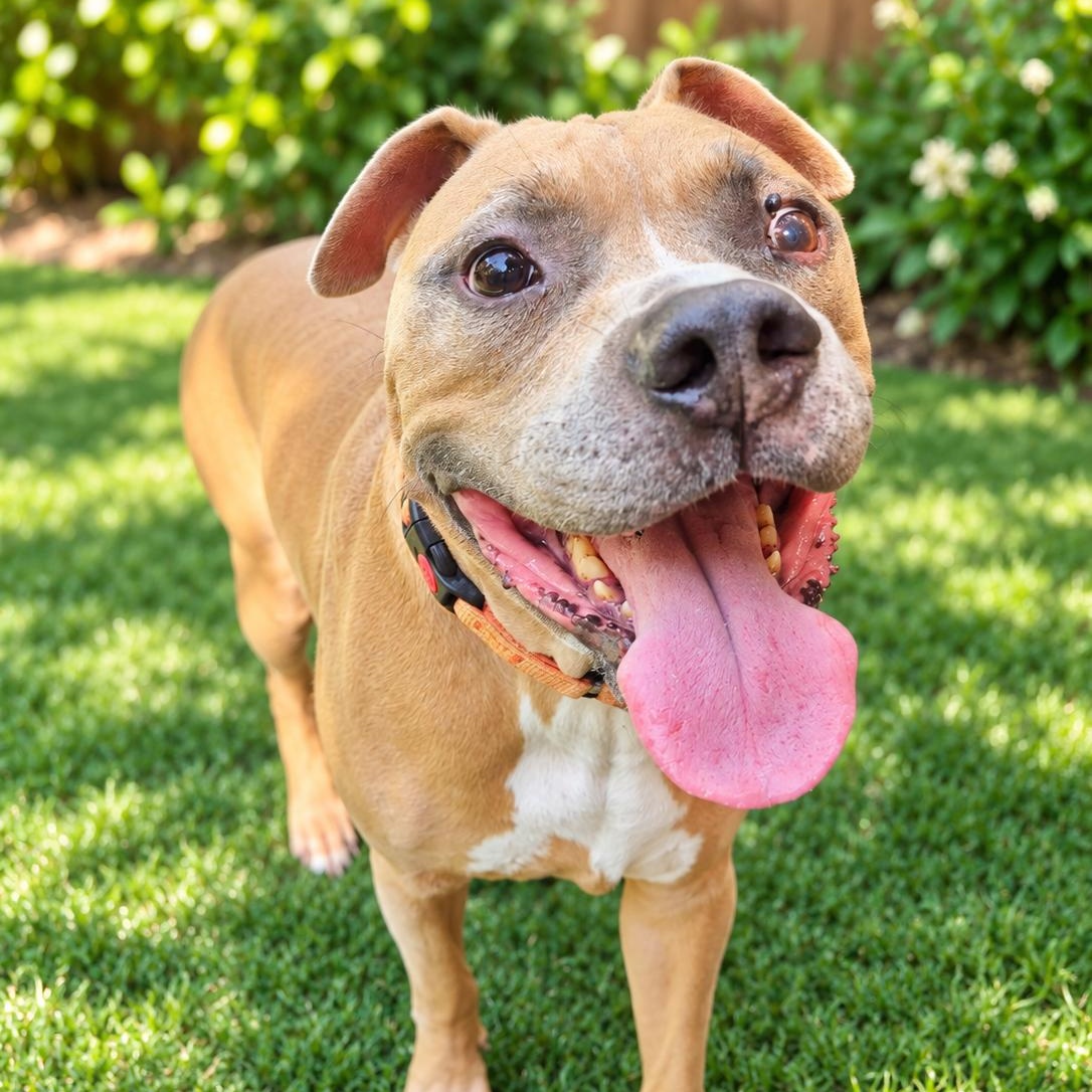 Enlarge Beau, a Adoptable mixed breed in Lake Worth, FL image 1/6