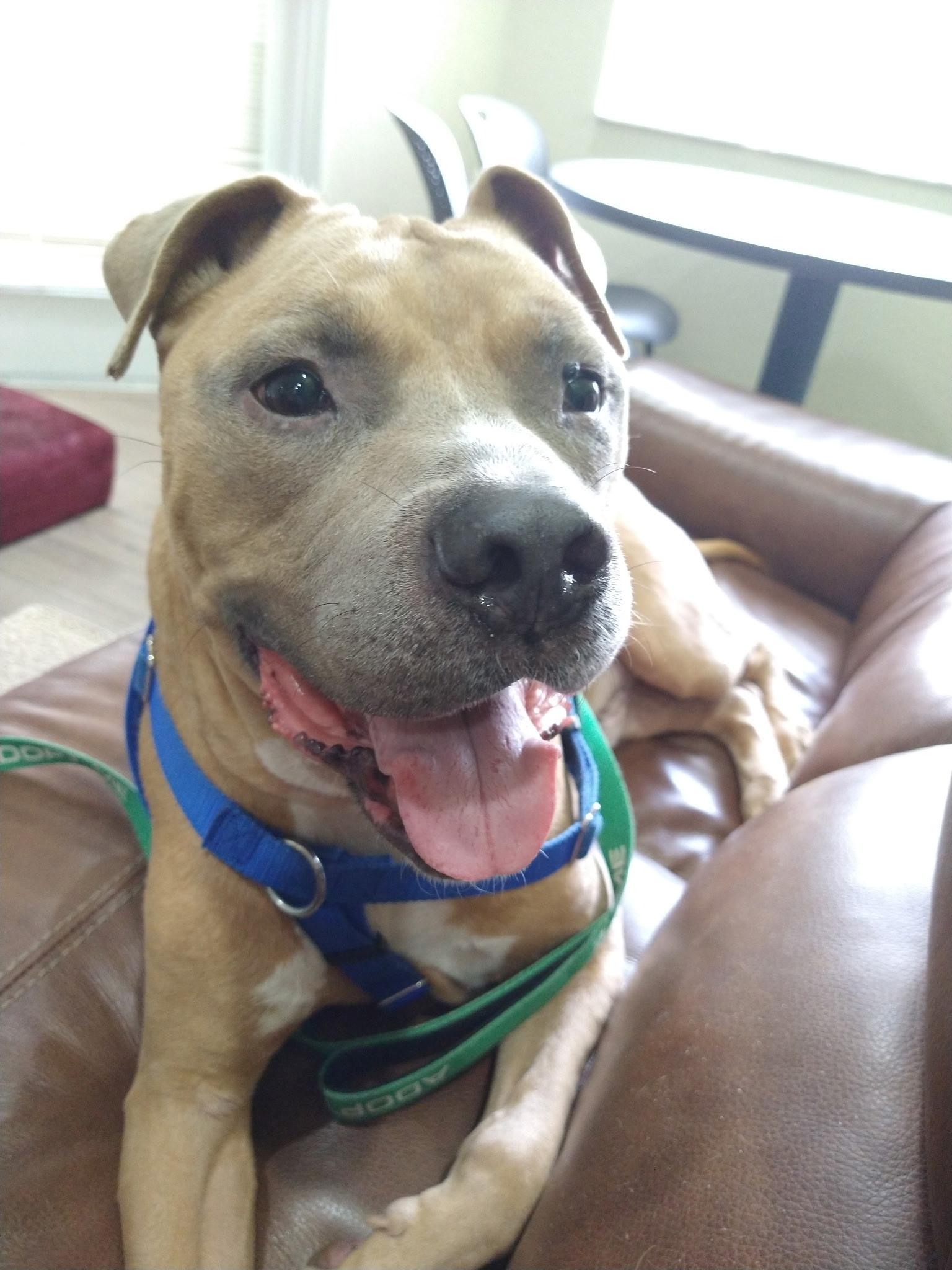 Enlarge Beau, a Adoptable mixed breed in Lake Worth, FL image 6/6