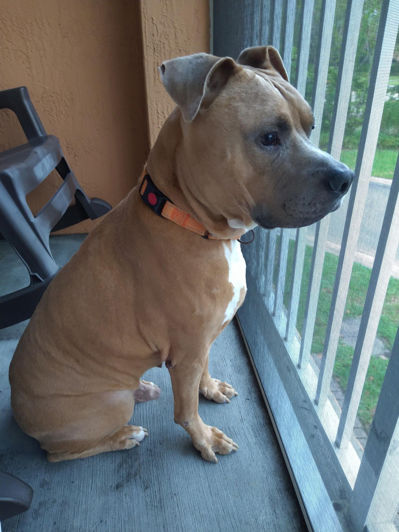 Enlarge Beau, a Adoptable mixed breed in Lake Worth, FL image 5/6
