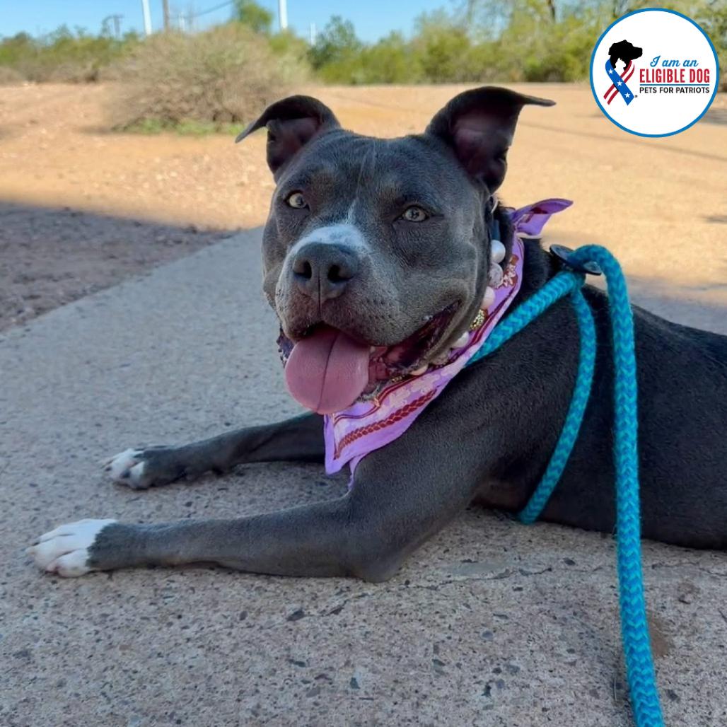 Enlarge Gidget, a Adoptable American Staffordshire Terrier in Apache Junction, AZ image 1/6