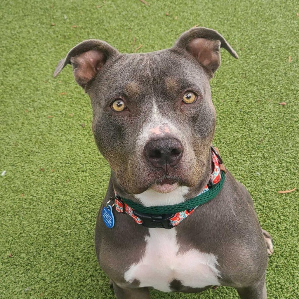 Enlarge Gidget, a Adoptable American Staffordshire Terrier in Apache Junction, AZ image 2/6