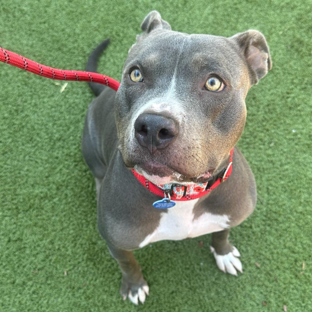 Gidget, Adoptable, Adult Female American Staffordshire Terrier.