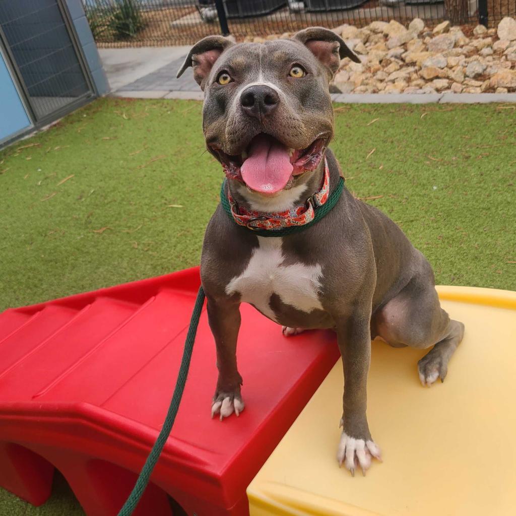 Gidget, a Adoptable American Staffordshire Terrier in Apache Junction, AZ image 2/6