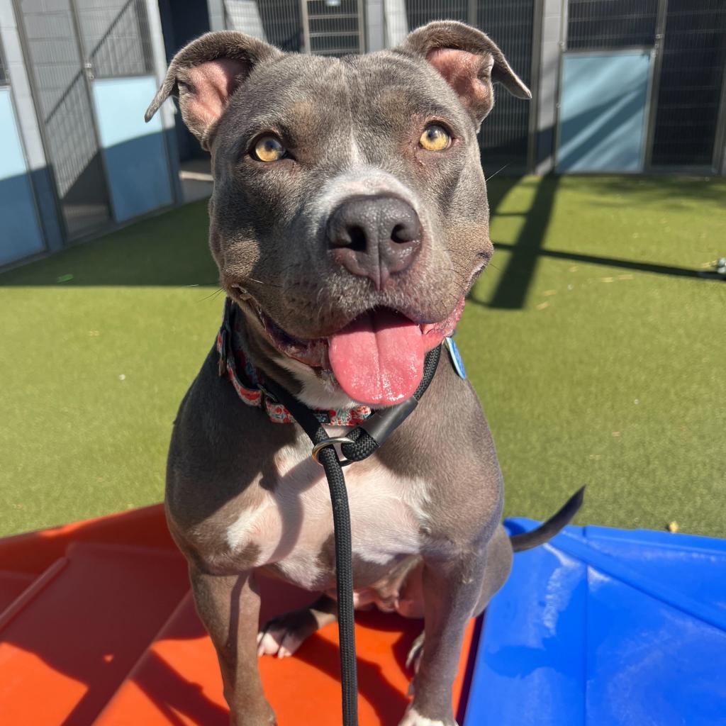 Enlarge Gidget, a Adoptable American Staffordshire Terrier in Apache Junction, AZ image 3/6