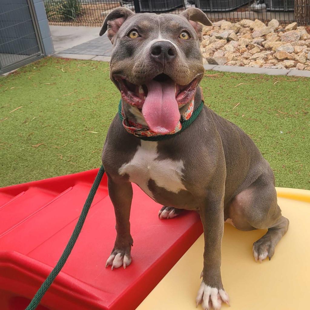 Enlarge Gidget, a Adoptable American Staffordshire Terrier in Apache Junction, AZ image 5/6