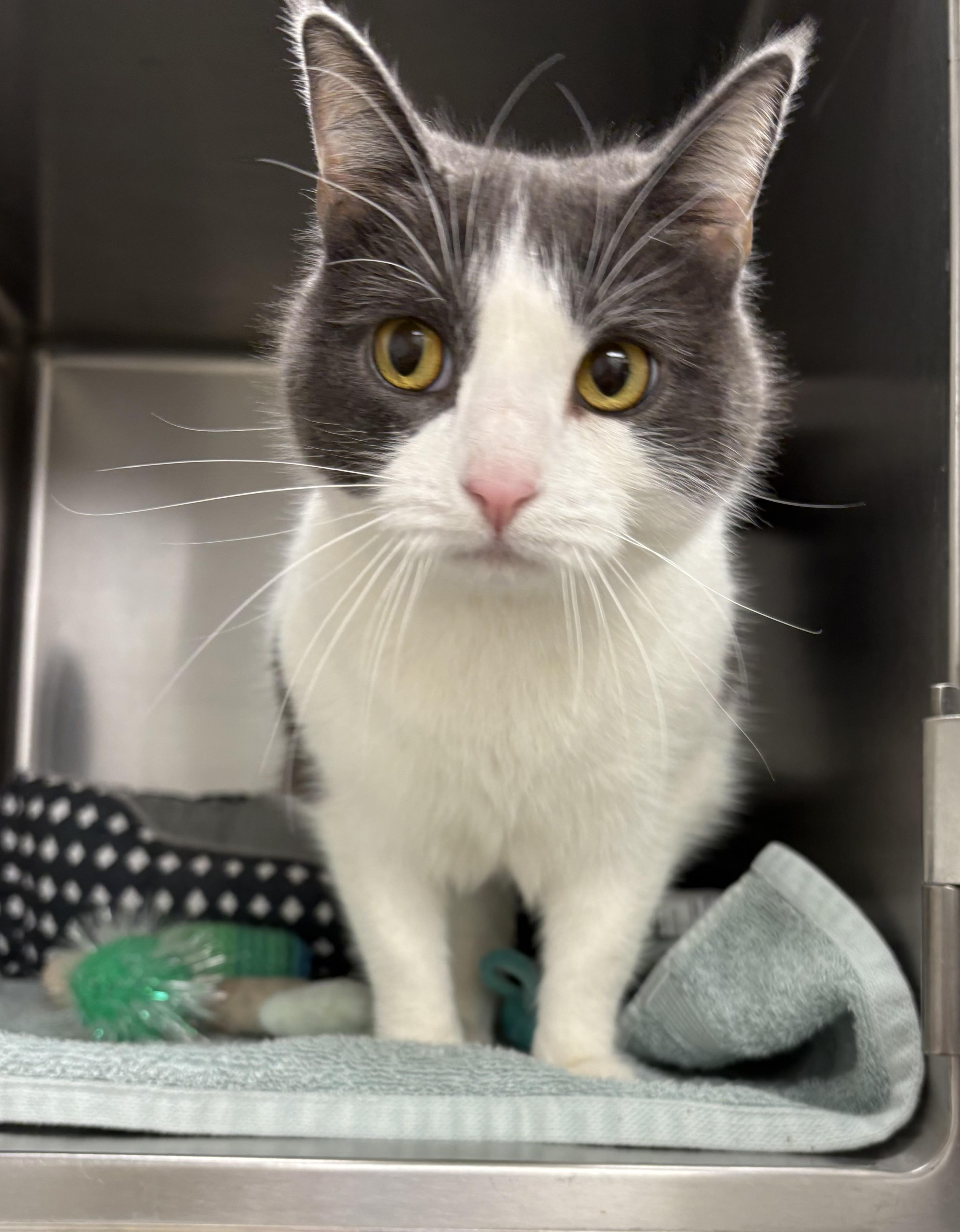 Luisa, adopted, Adult Female Domestic Short Hair.