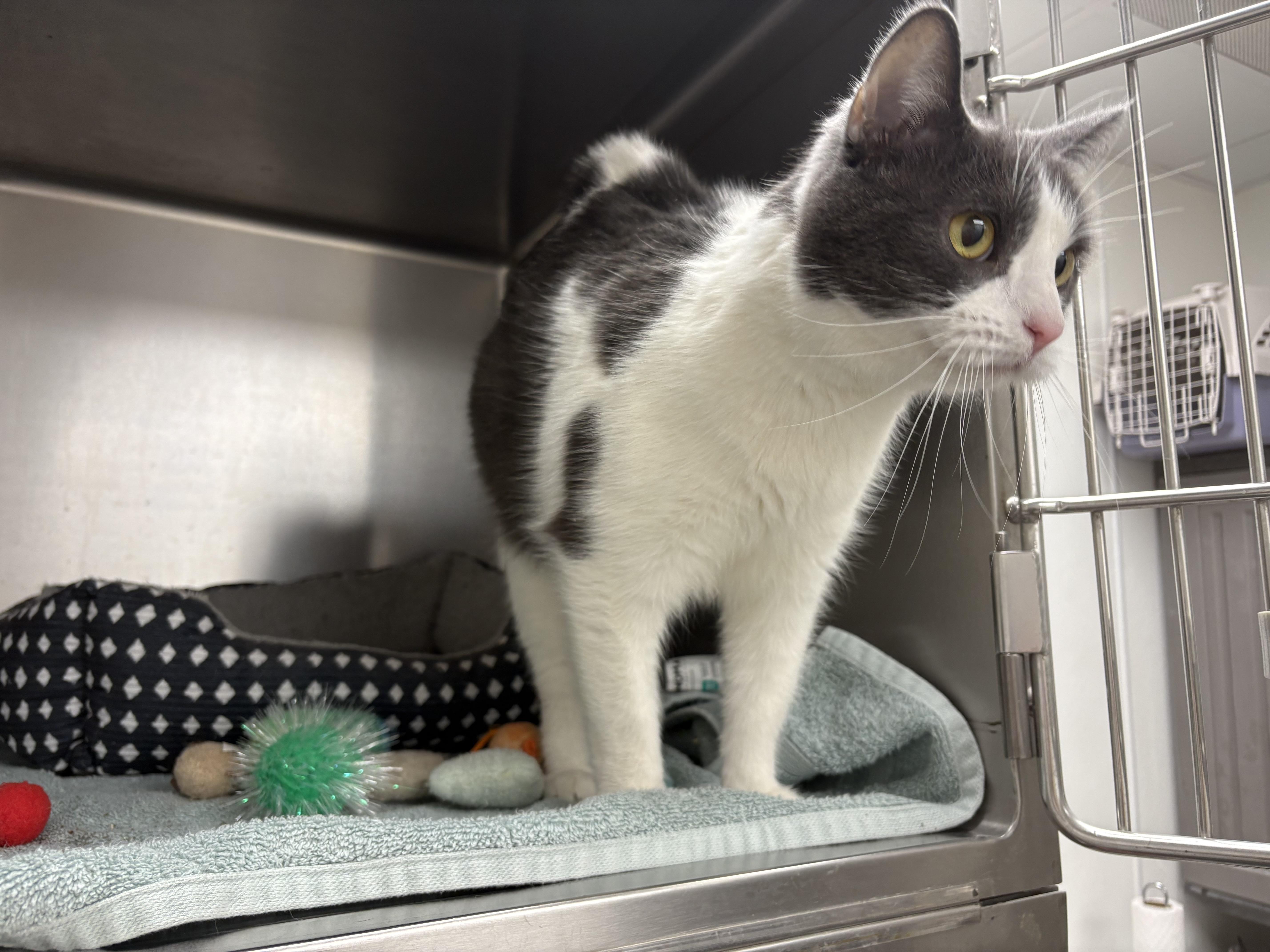 Enlarge Luisa, an adopted Domestic Short Hair in Geneseo, IL image 2/2
