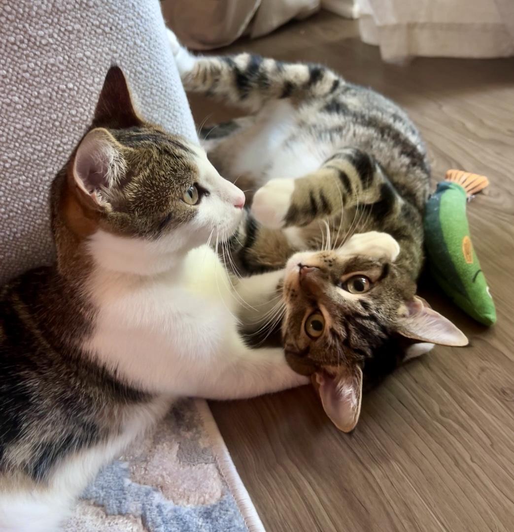 Freya & Loki, Young Female Tabby