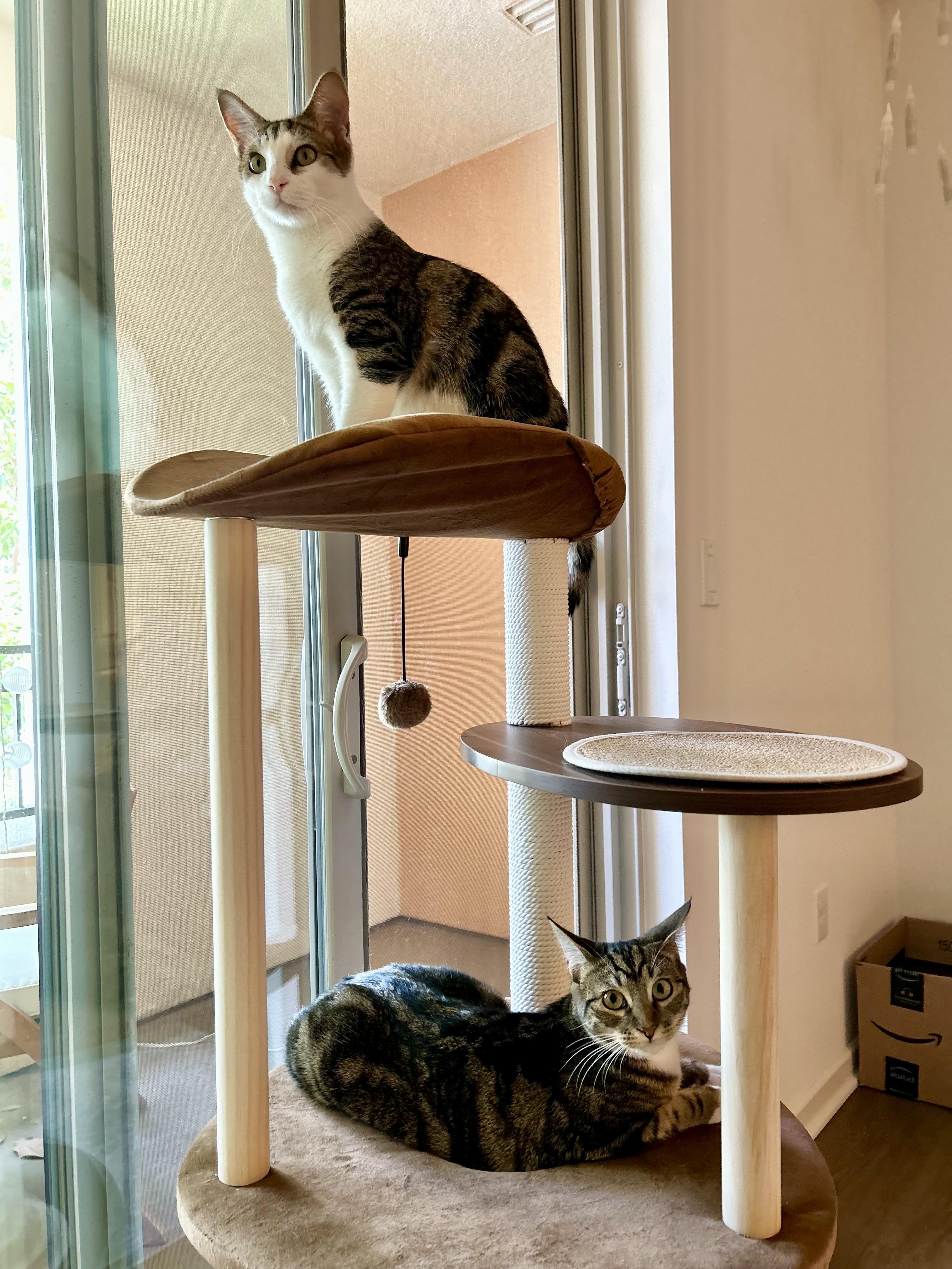 Freya & Loki photo 6