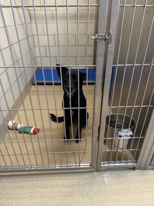 Enlarge Lupe, a Adoptable mixed breed in North Richland Hills, TX image 1/1