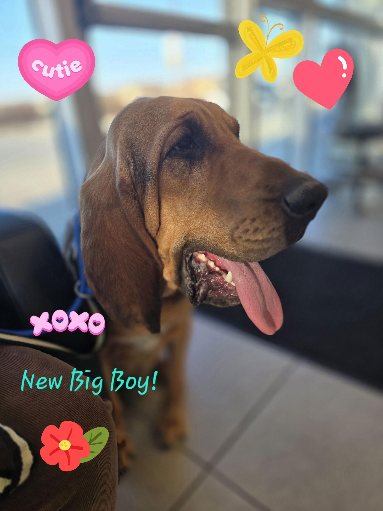 Bj, a Adopted Bloodhound in San Antonio, TX image 1/3