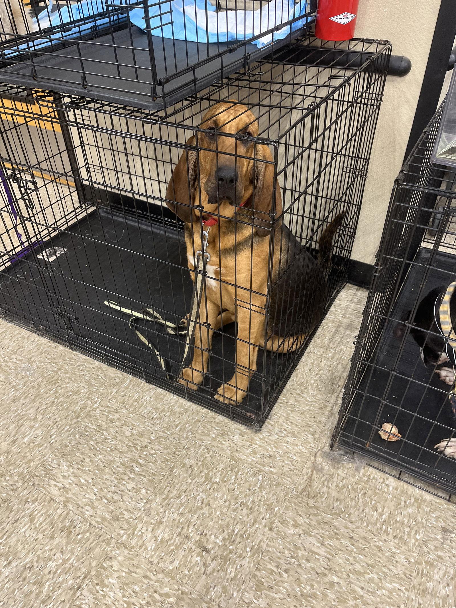 Bj, a Adopted Bloodhound in San Antonio, TX image 2/3