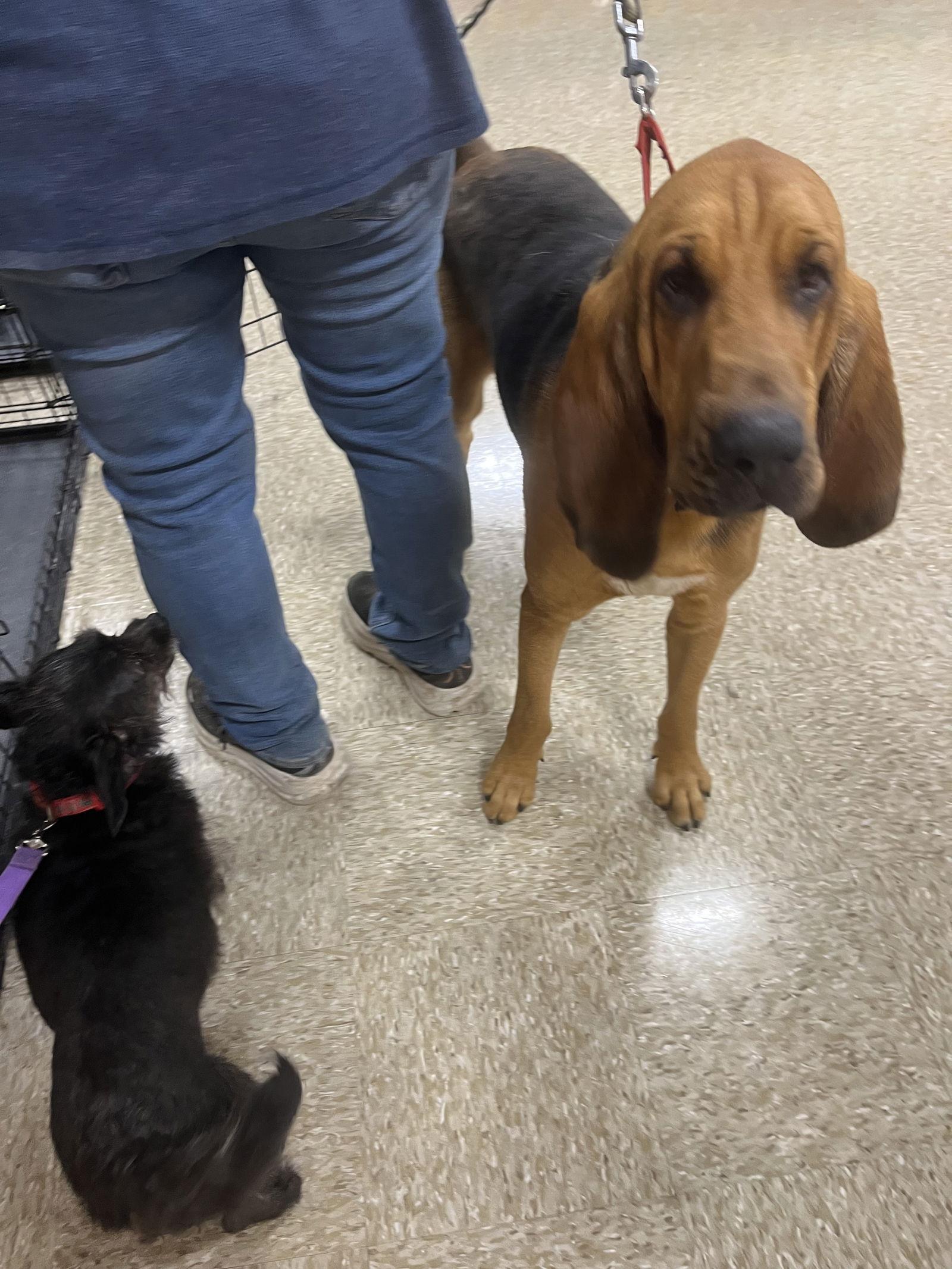 Bj, a Adopted Bloodhound in San Antonio, TX image 3/3