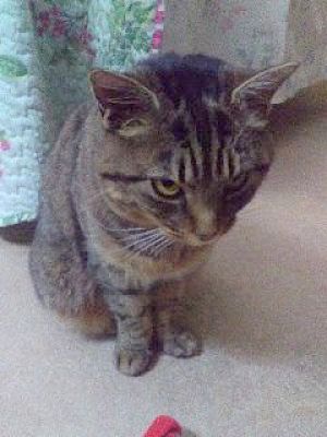 Enlarge Sybil - sponsored!, a Adoptable Manx in Monterey, VA image 3/3