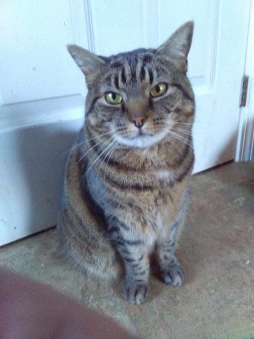 Sybil - sponsored!, Young Female Manx