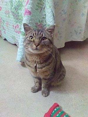 Enlarge Sybil - sponsored!, a Adoptable Manx in Monterey, VA image 2/3