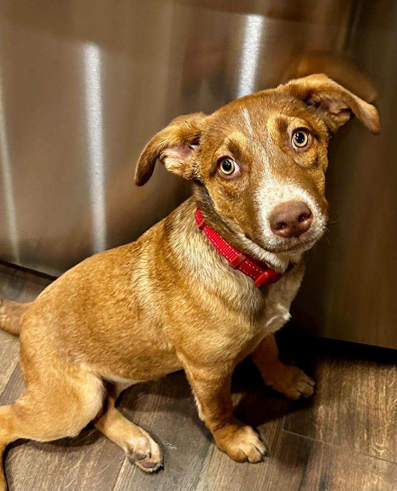 Juni, Adoptable, Puppy Female Shepherd & Collie.