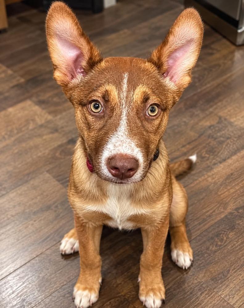 Enlarge Juni, a Adoptable mixed breed in Boulder, CO image 2/6